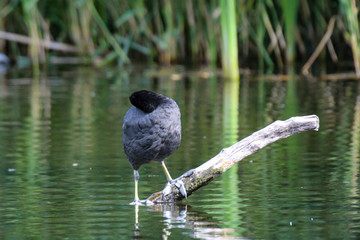 Aufnahme eines Blässhuhn im Teich. Blässhühner gehören zu den Teichrallen.
