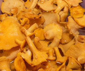 forest mushrooms lie soaked in water
