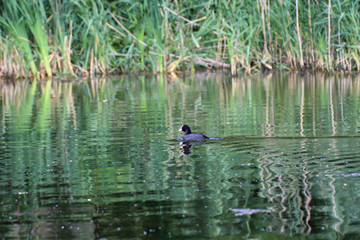 Aufnahme eines Blässhuhn im Teich. Blässhühner gehören zu den Teichrallen.
