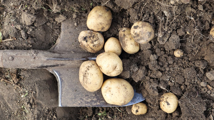 Harvesting from the soil on the plantation of early young potatoes. Fresh organic potatoes are dug out of the ground with a shovel in a farm garden.