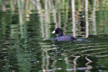 Aufnahme eines Blässhuhn im Teich. Blässhühner gehören zu den Teichrallen.

