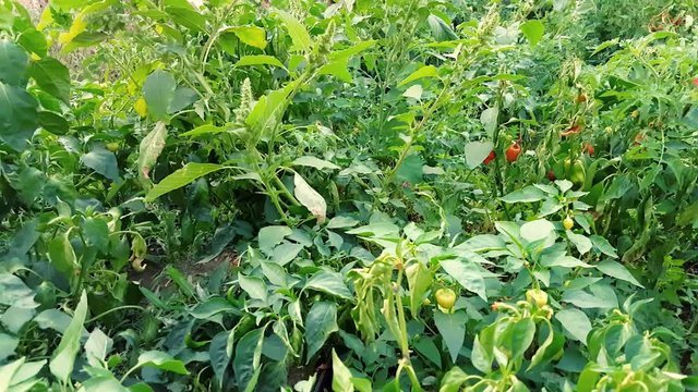Organic peppers growing in the garden