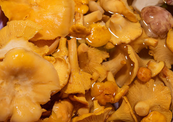 in a basin of water is a whole bunch of mushrooms chanterelles close up © Наталья Анюхина
