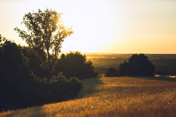 Fototapeta na wymiar Sunset in a wheat field with a trees in Lerma, a village of Burgos, Spain