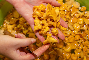 in women's hands, a knife and a pile of chanterelle mushrooms are cleaned, the rest are soaked in water © Наталья Анюхина