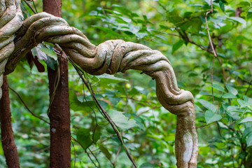 Vines that are twisted like a rope