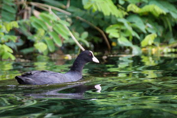 Aufnahme eines Blässhuhn im Teich. Blässhühner gehören zu den Teichrallen.
