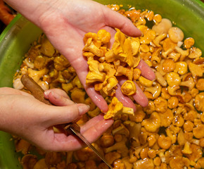 in women's hands, a knife and a pile of chanterelle mushrooms are cleaned, the rest are soaked in water © Наталья Анюхина