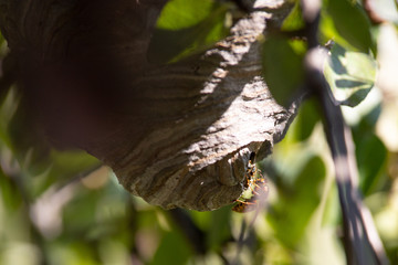 Gzniazdo os na gruszy w ogrodzie © czwartynski