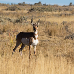 Pronghorn Antelope