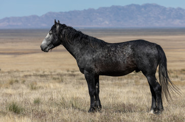 Beuatiful Wild Horse in the Utah Desert