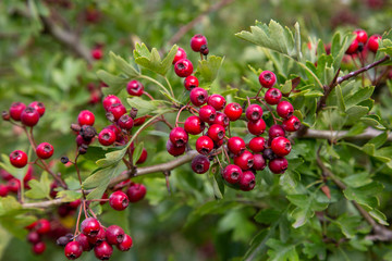 Cotoneaster franchetii hedge plants showing red berries