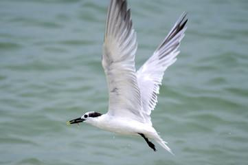 sandwich tern with minnow