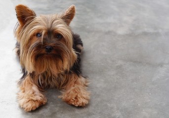 Yorkshire Terrier dog lying on a cement floor.
