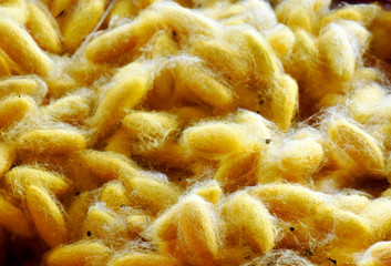 The yellow cocoons are ready to be spun into silk threads.