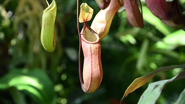 食虫植物　ウツボカズラ