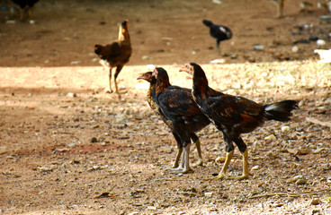 Young chickens digging for food in a gravel-field in front of the house.