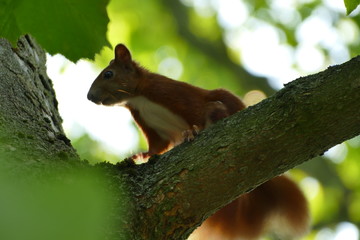 Eichhörnchen