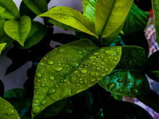 water drops on green leaf