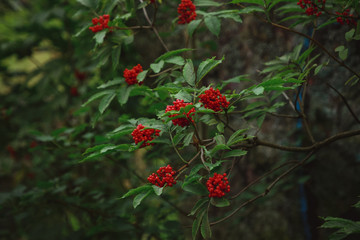red berries on a bush