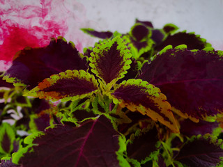 plant in the garden water color on leaves 