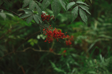 nature, autumn, rowan