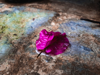blue rose petals bouganvillea flower in water