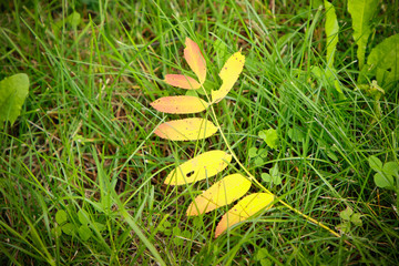 Naklejka premium autumn in the forest
