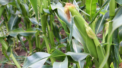 Corn on a stalk in a vegetable garden in a home garden. Corn pods in a corn plant, a field in an agricultural garden, pods on the trunk.