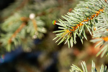 Naklejka na ściany i meble Spruce tree beautiful branch with water droplets on needles under the sunlight with copy space. Coniferous evergreen tree on sunny day. Blurred background. Selective focus. Closeup view
