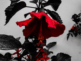 red and black hibiscus flower