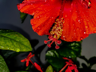red flower with water drops
