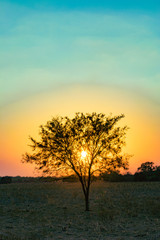Árbol de Algarrobo con el sol amarillo detrás en paisaje de color magenta