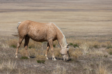 Fototapeta premium Beuatiful Wild Horse in the Utah Desert