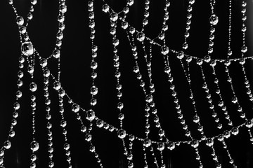 Spider web with water droplets - black and white