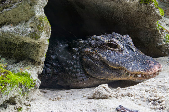 The closeup image of Chinese alligator (Alligator sinensis).
A critically endangered crocodile endemic to China. 
Dark gray or black in color with a fully armored body.