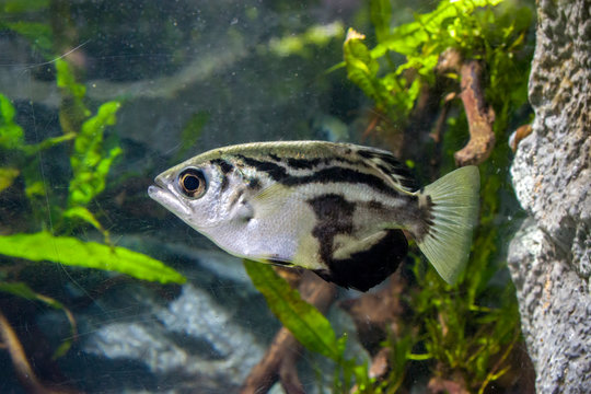 The clouded archerfish (Toxotes blythii) is a perciform fish of genus Toxotes. It is found in rivers and estuaries in Myanmar. 
Unlike some other archerfish, it is restricted to fresh water.