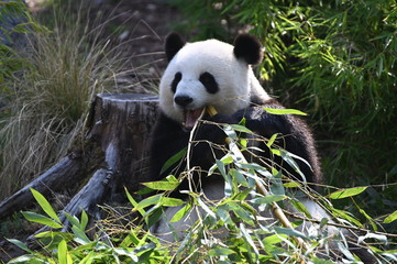 Fototapeta premium giant panda eating bamboo