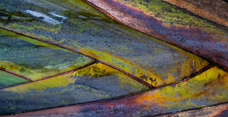 Tropical Texture: Abstract detail colorful palm tree stem texture