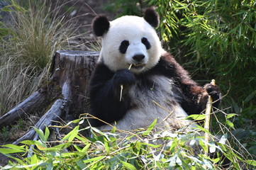 Obraz na płótnie Canvas giant panda bear sitting to eat bamboo