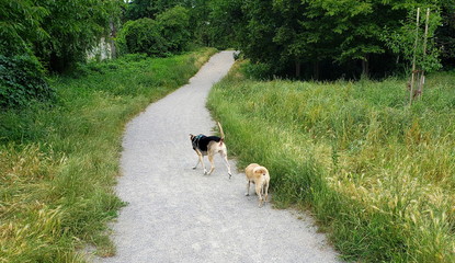 Obraz na płótnie Canvas Hunde haben Spaß beim Spaziergang