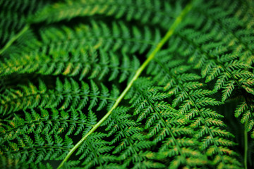Fern Background. Place for text