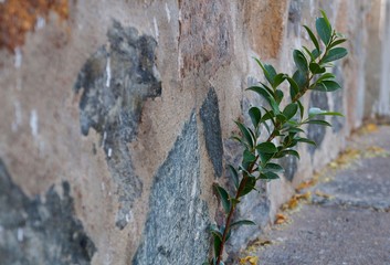 Plant growing on a stone wall.
