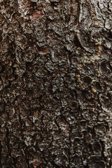 Wood texture. Copy space. Background