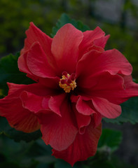 Hibiscus Flower Panchamukhi Jaba in full bloom Landscape Photography 