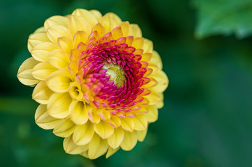 gelb-rote Pompondahlie