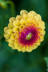 rot-gelbe Pompondahlie