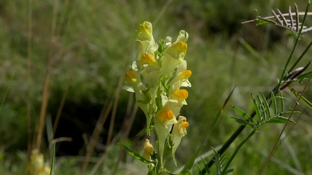 Yellow flowers of the Linaria vulgaris (common toadflax).
