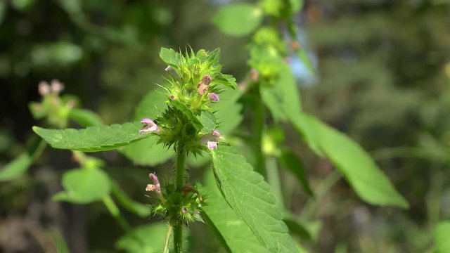 Blooming of the  Galeopsis tetrahit (common hemp-nettle).