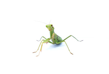 A female mantis on a white background